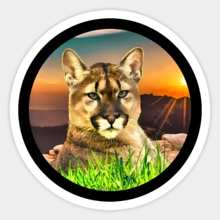 The Coguar wild cat in freedom Sticker